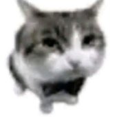 1mint cat