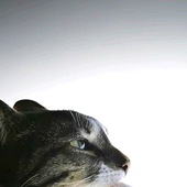 forezuta 的头像
