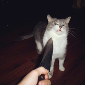 Morpseus 的头像