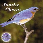 Sunrise Chorus
