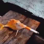 Kyungexodus 的头像