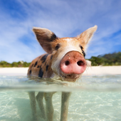Avatar for Sir_Pig