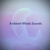 Ambient Whale Sounds