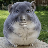 Avatar for FATDUBSACK