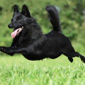 Schipperke