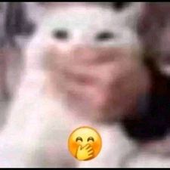 raricode 的头像