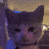 Avatar for meowrah