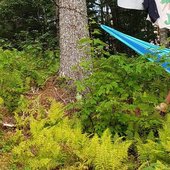 Cottage twitter banner
