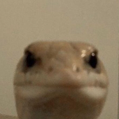 sqwze 的头像