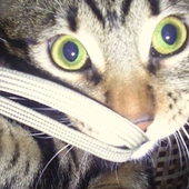 Avatar for tipcik