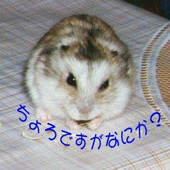 alpha_sirius 的头像