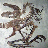 gorgosaurus.png