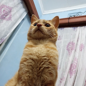 kosgeyyy 的头像