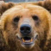 bearofthecave 的头像