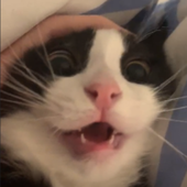 Tonicc_ 的头像