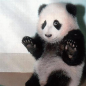 pandasinn 的头像
