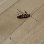 roach