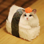 ninjkat 的头像