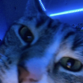 Avatar for MisterGooblet
