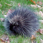 Awatar dla BluePorcupine