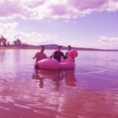Pink flamingo