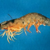 Shrimpington 的头像