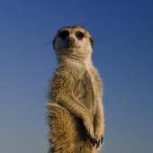 Avatar för Meerkat_42