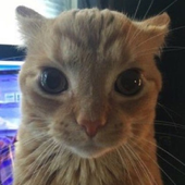 Save_kat 的头像