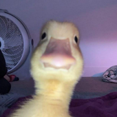Avatar for BigDuckie