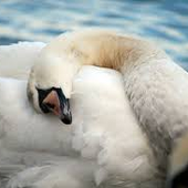 ImASwan 的头像