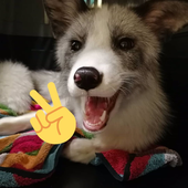ezylogan 的头像