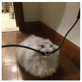 aksoru 的头像