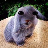 Avatar für Neffwusky