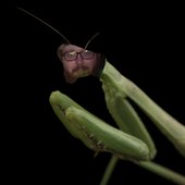 Nicotine Mantis
