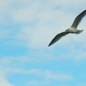 Seagull Orchestra