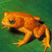 Avatar für treefrogdemon