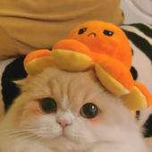 ovoxia 的头像