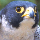 Avatar für SaintlySeahawk