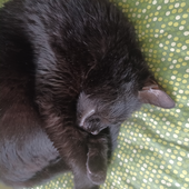 Avatar for kitkat728