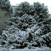 1°C