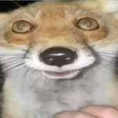 whitefosfor 的头像