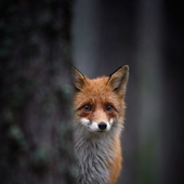 Avatar for Furry-fox