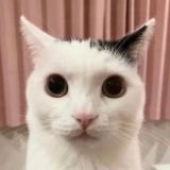 MrCat_2208 的头像