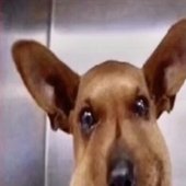 dog.jpg