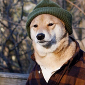 TheTrashyBadger 的头像