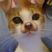 BigOpiumCat 的头像