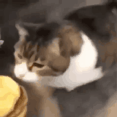 DixxyPaw 的头像