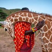 Giraff3y 的头像