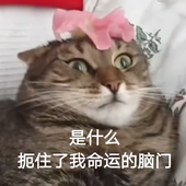 xcatsyb 的头像