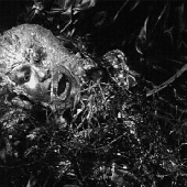Avatar for Moloch93